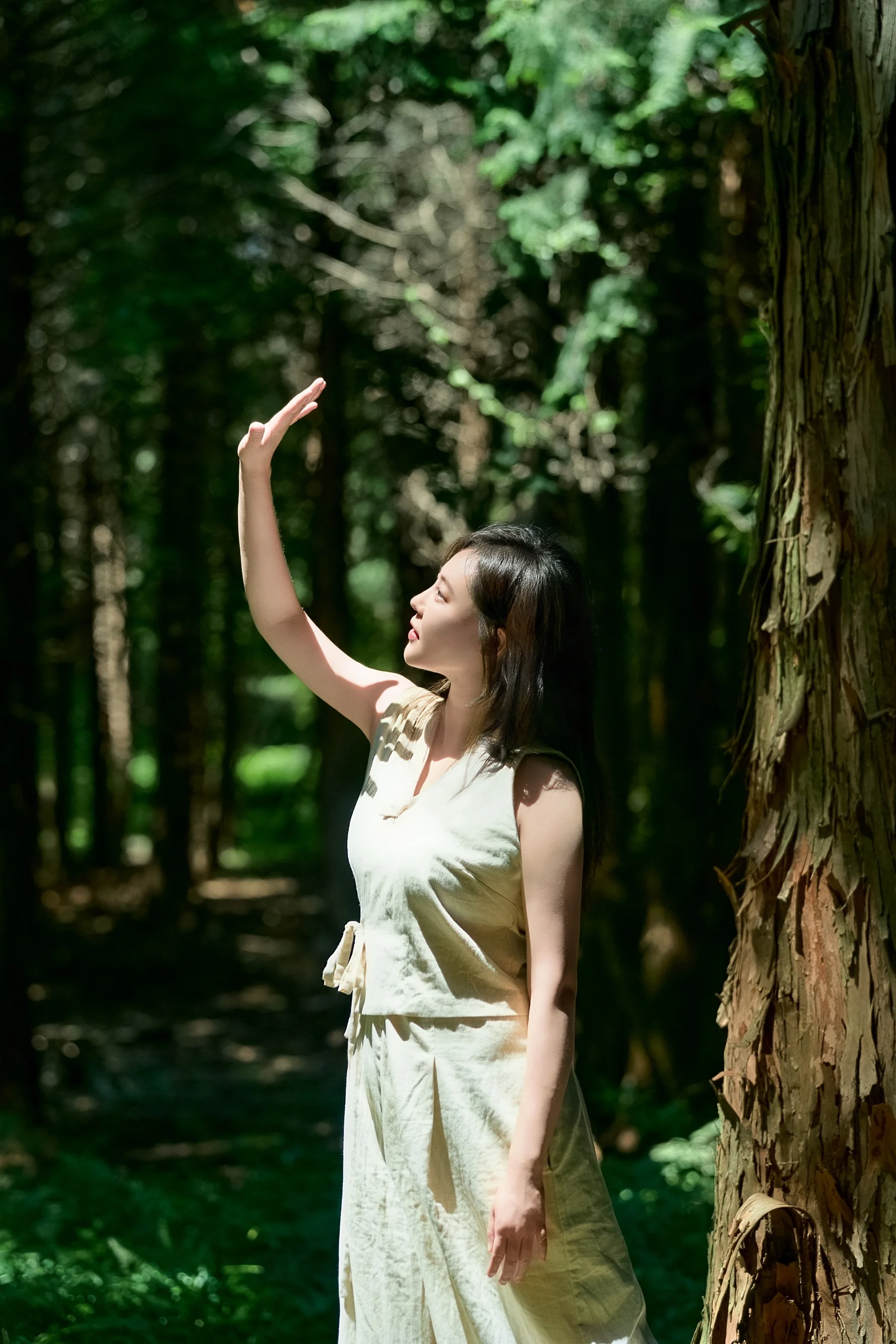 In the forest light